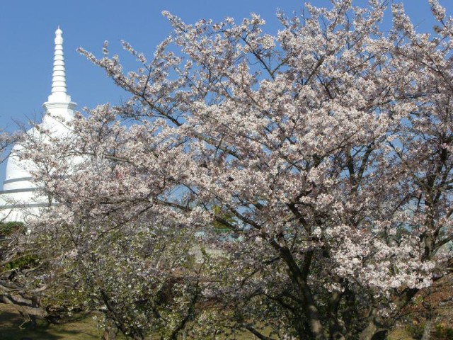 福岡県内のバーベキューができる花見スポットまとめ 駐車場やトイレ情報も